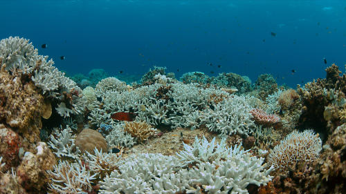 La Gran Barrera de Coral ha perdido más de la mitad de sus corales en tan solo tres décadas