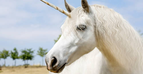 cientificos fosil demuestra unicornios existieron cientificos fosil demuestra unicornios existieron