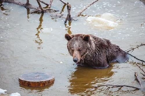 osa cautiverio4 osa cautiverio4