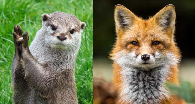 nutrias y zorros nutrias y zorros