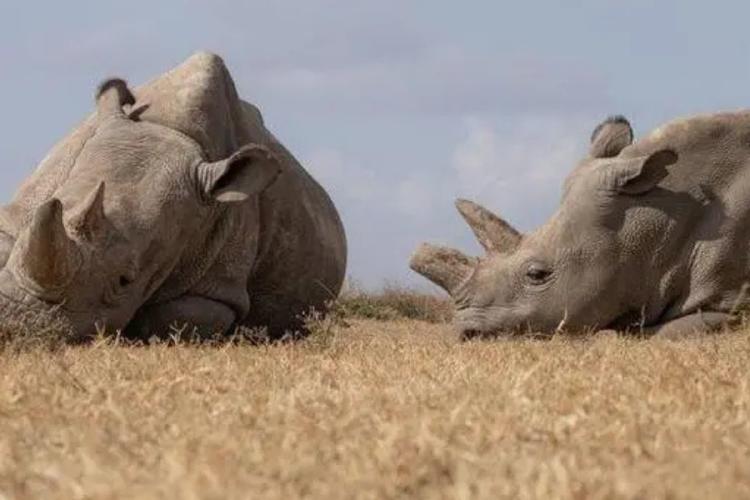 Diseño sin título 2024 11 28T152725.155 Najin y Fatu son las últimas rinocerontes blancos del norte del mundo.