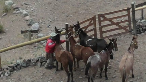 mulas Rescatan a más de 70 mulas y detienen a dos arrieros en el Parque Aconcagua.