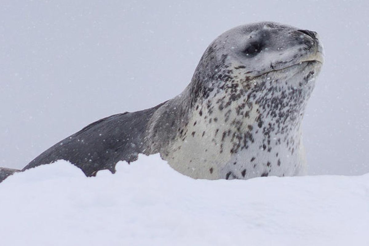 El estudio analizó grabaciones de especímenes desde la década de los noventa© Archivo msn.com