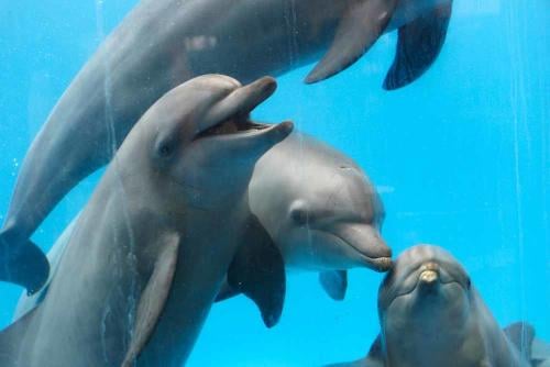 delfines2 delfines2