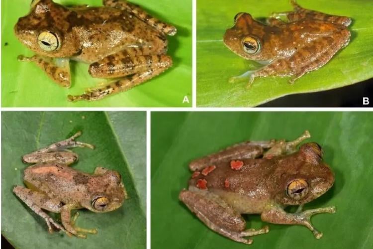 Ranas Las siete especies encontradas se reproduce cerca de riachuelos con flujos rápidos de agua.