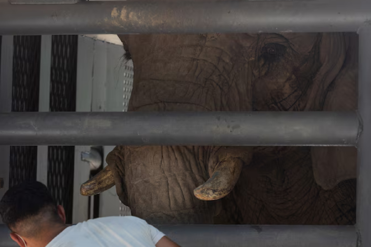 pupy Los cuidadores se despidieron de Pupy (Prensa GCBA)