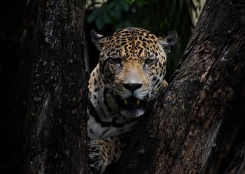 Jaguar Jaguar