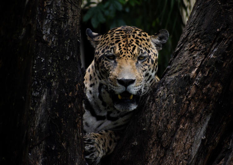 Jaguar Jaguar