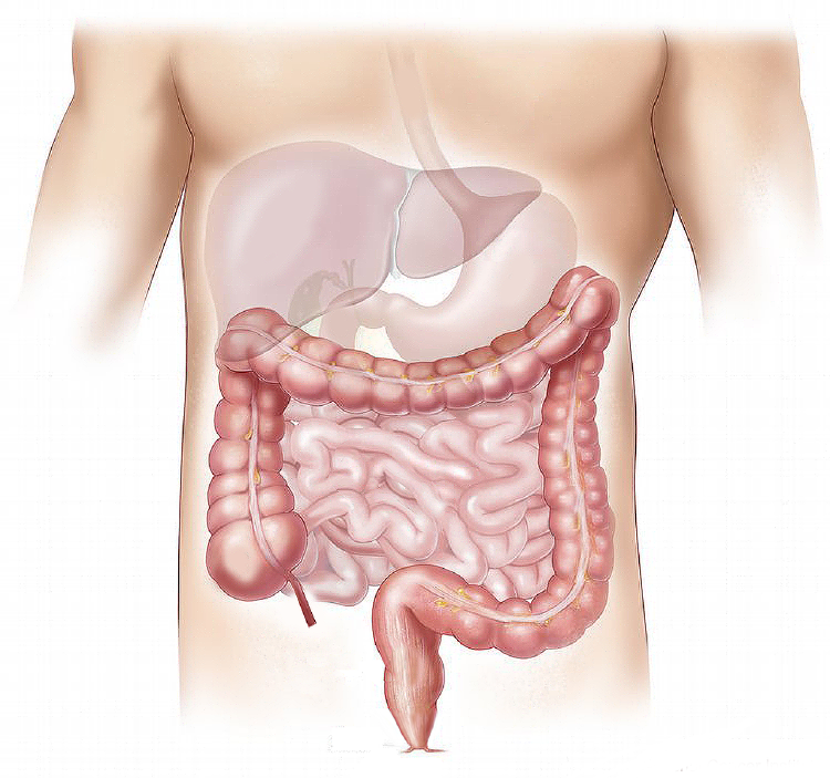 datos curiosos cuerpo humano