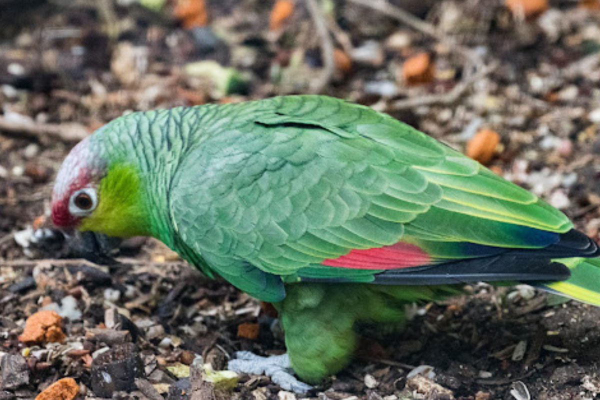 loro La naturaleza, una vez más, sorprende con su sabiduría instintiva. (Imagen: Pinterest)