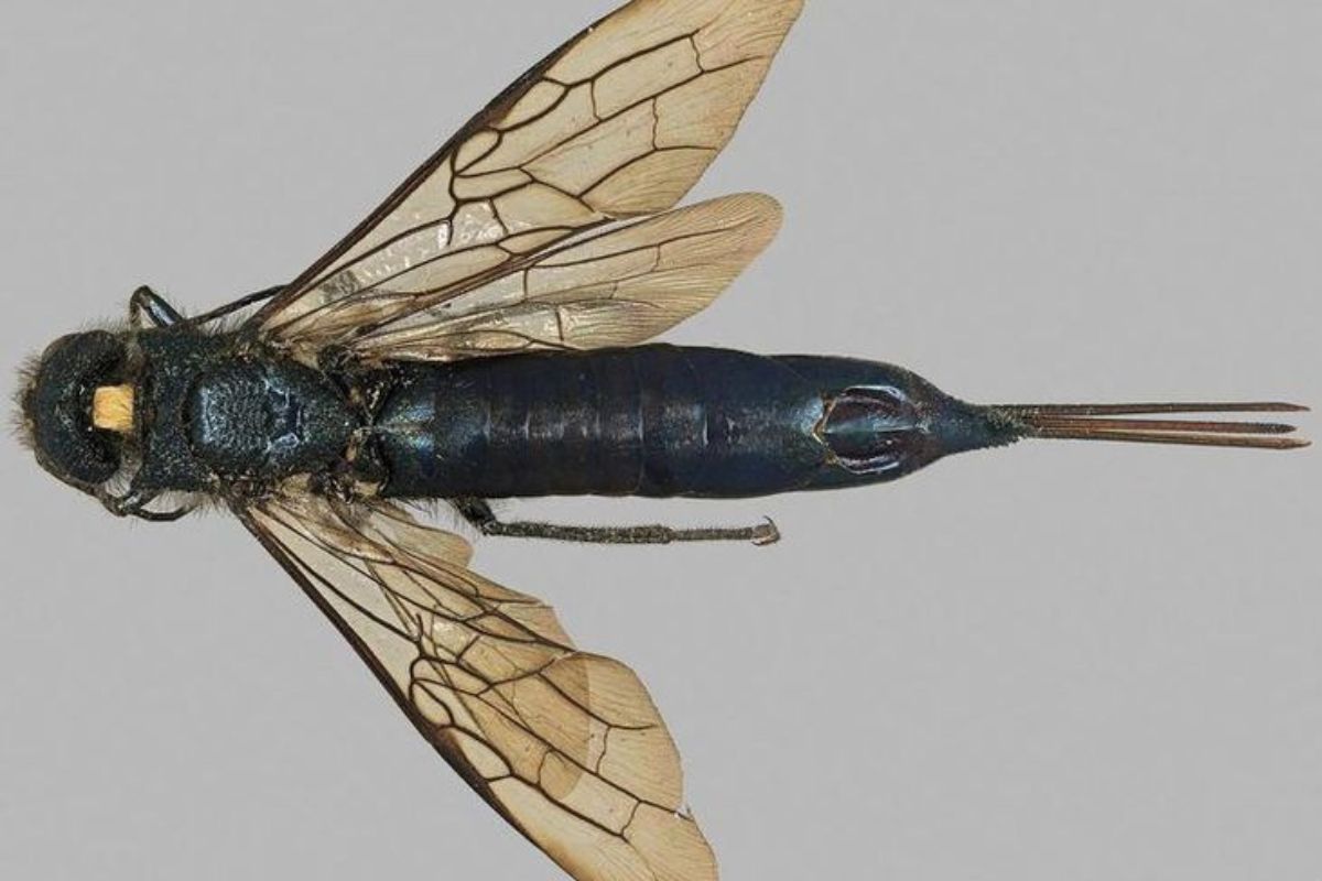 Al atacar masivamente a los pinos, Sirex noctilio puede alterar la estructura de los bosques y afectar la fauna que depende de estos árboles. (Pinterest)