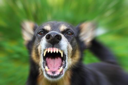 ¿Qué debes hacer si te muerde un perro?