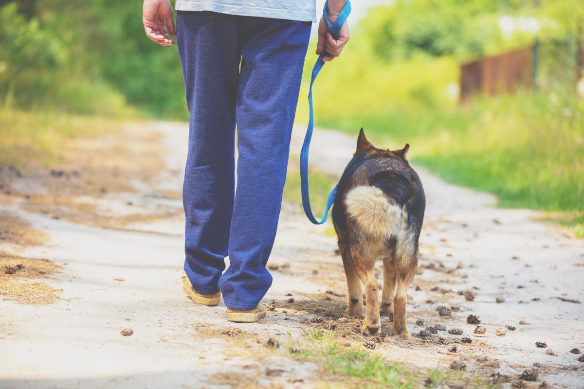 Microplasticos en hombres y perros Microplasticos en hombres y perros
