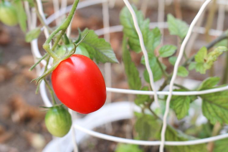 planta de tomate en maceta