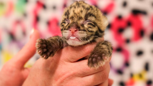 pantera nebulosa Este felino pesó sólo 225 gramos al nacer y podría ser clave para el futuro de su especie (IG/ @nashvillezoo)