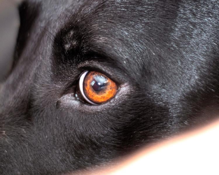 Soñar con un perro negro