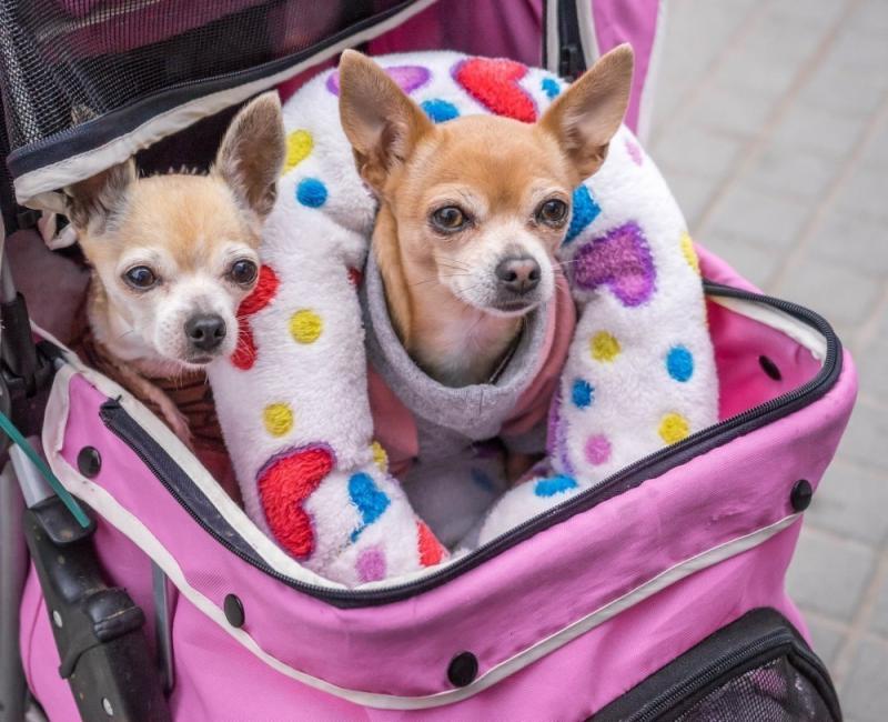 Los niveles subclínicos de dolor y tristeza son respuestas humanas relativamente comunes a la muerte de mascotas / animales de compañía Los niveles subclínicos de dolor y tristeza son respuestas humanas relativamente comunes a la muerte de mascotas / animales de compañía