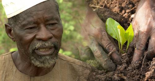 Premiaron con un \"Nobel alternativo\" a Yacouba Sawadogo, el \"hombre que detuvo el desierto\"