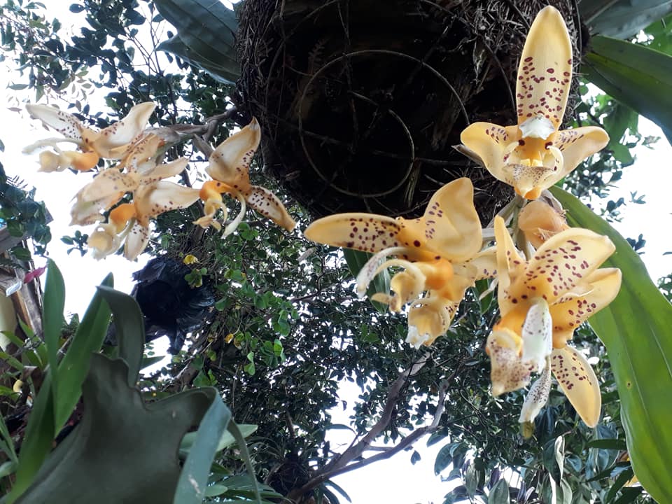 Orquideas de Colombia