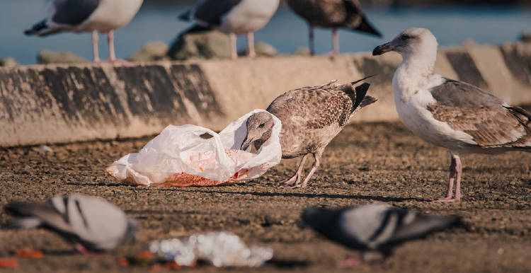 gaviota bolsa