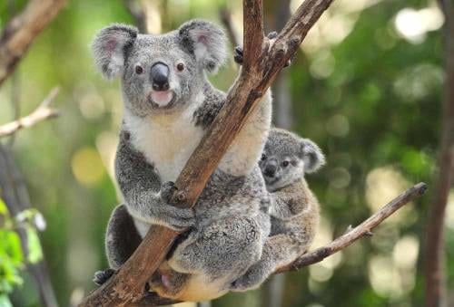 koala2 koala2