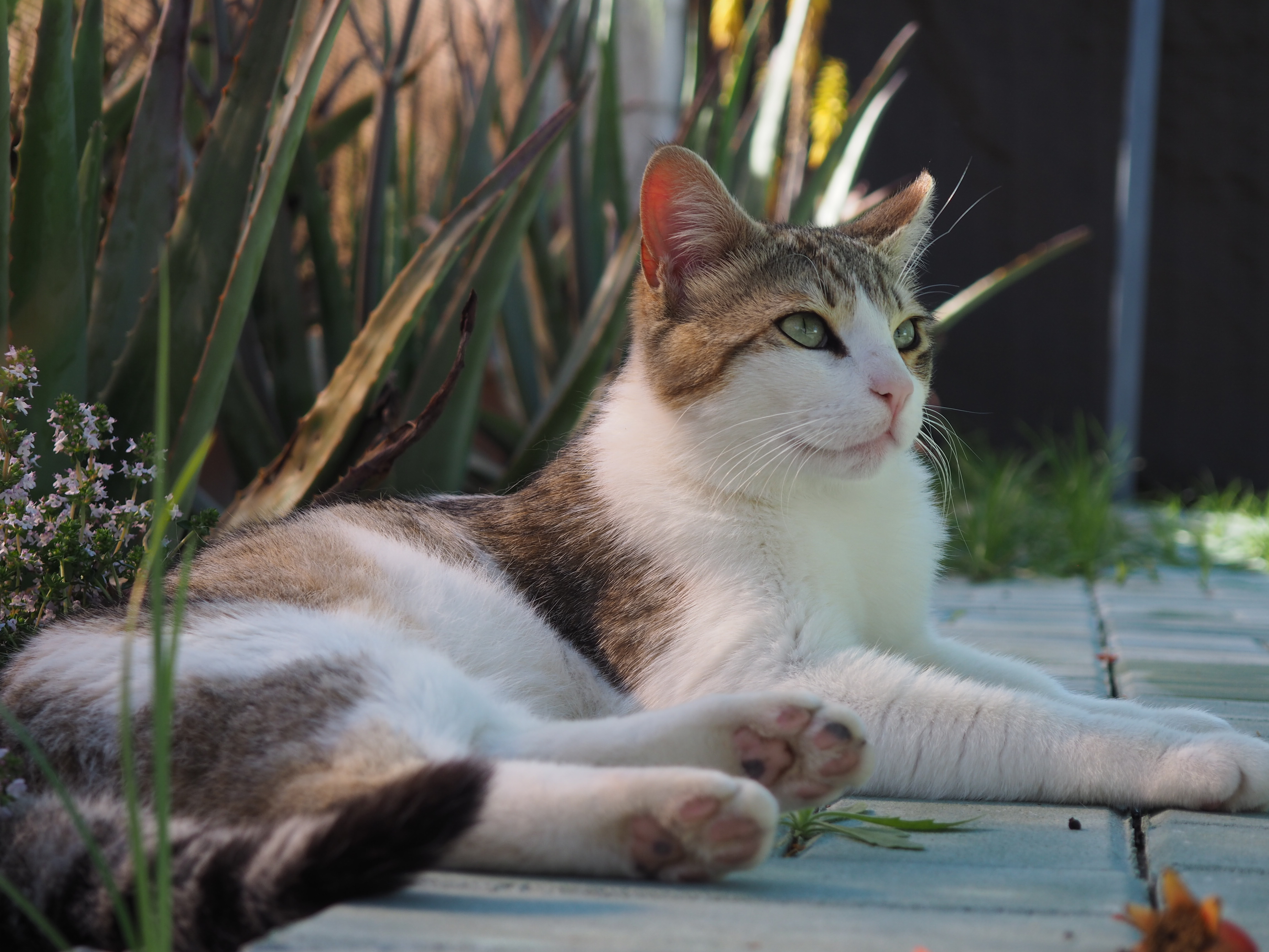 soñar con gatos soñar con gatos