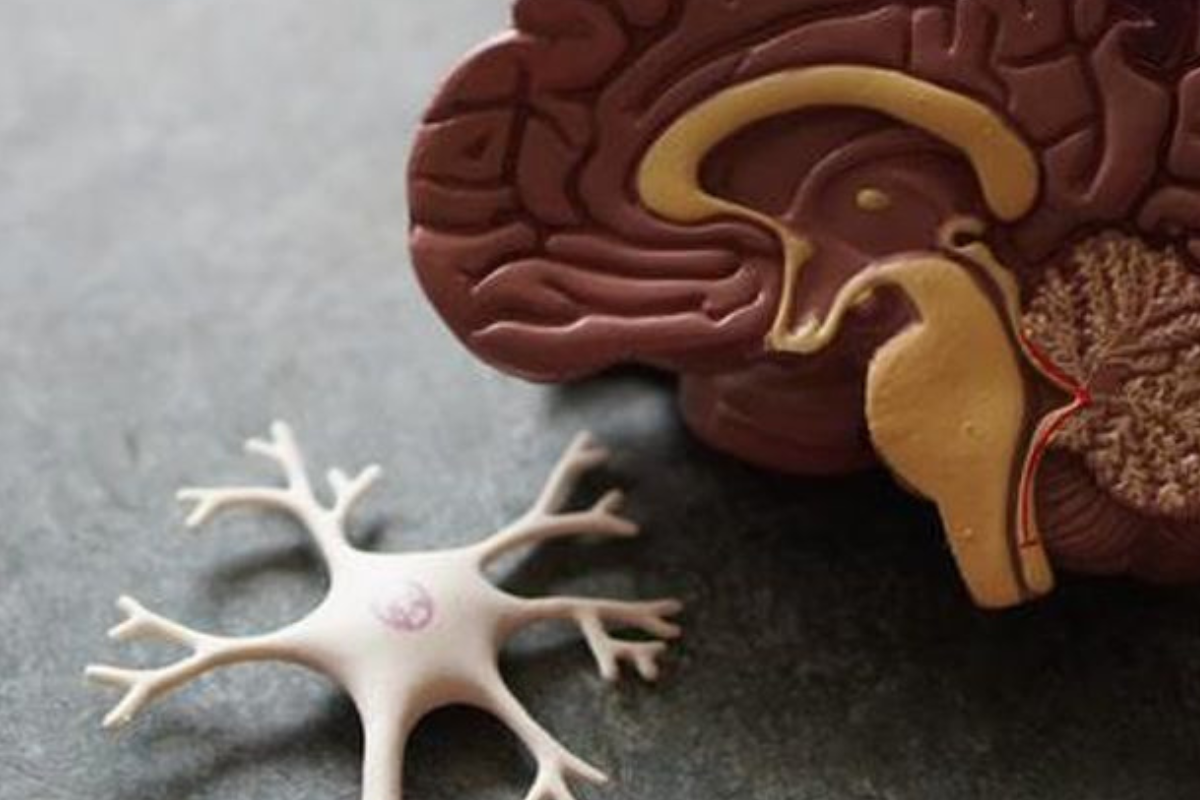 La regeneración neuronal ya no es ciencia ficción: cada vez más estudios confirman que el cerebro humano puede crear nuevas neuronas a lo largo de la vida (foto: technologynetworks.com)