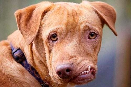 PICASSO EL PERRO PICASSO EL PERRO