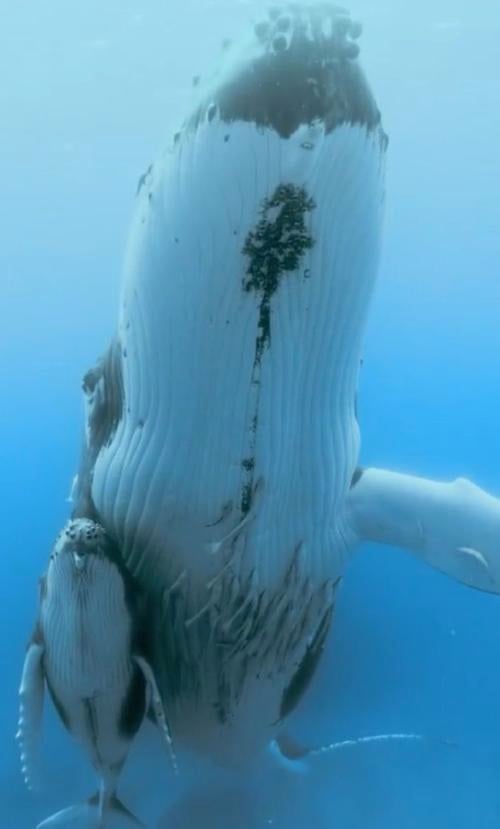 foto-de-paul-nicklen foto-de-paul-nicklen