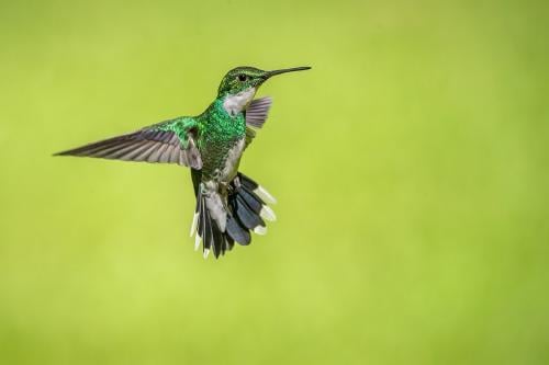 12 curiosidades del colibrí: el ave más pequeña de nuestro planeta ...