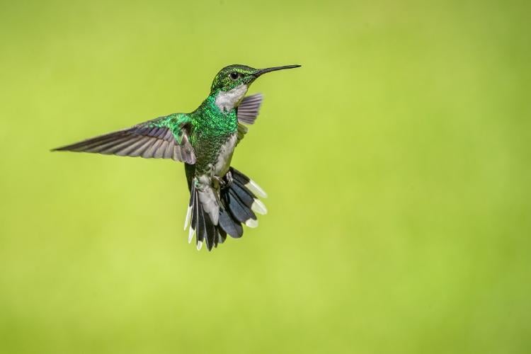 Curiosidades del colibrí