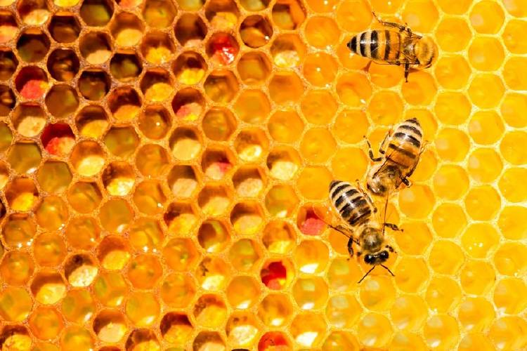 abejas colmena