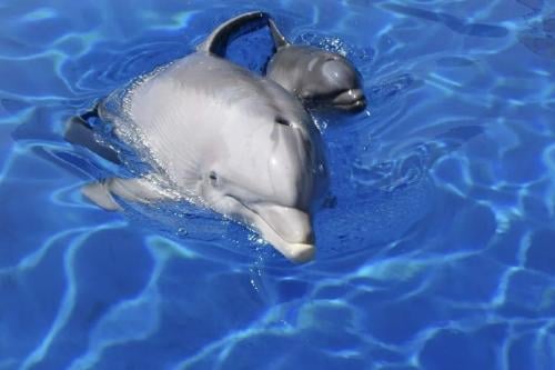 delfines Cría de delfín junto a su madre. EFE/ARCHIVO