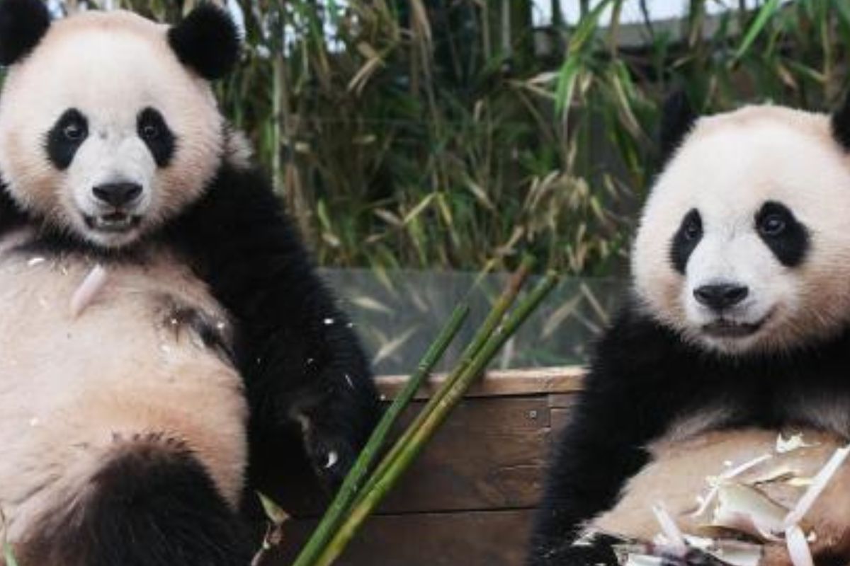 Imagen: image.ajunews.com