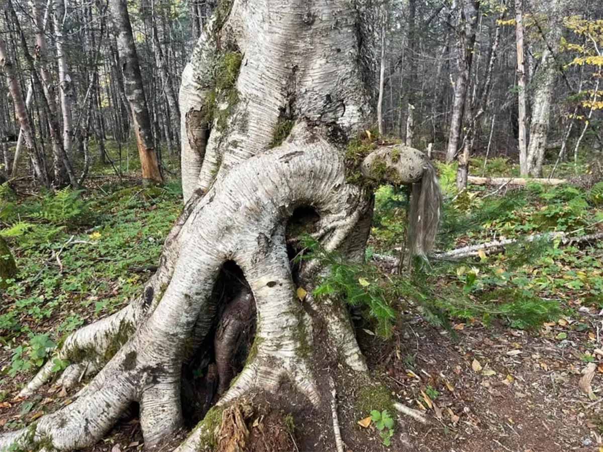 dama en arbol dama en arbol