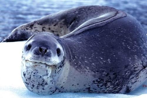 foca leopardo El análisis basado en la entropía de la información, que mide la estructura y la aleatoriedad de las secuencias sonoras, confirmó que la simplicidad y predictibilidad de estos cantos son clave para su eficacia comunicativa. (PINTEREST)