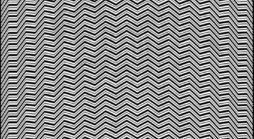 animal reto animal reto