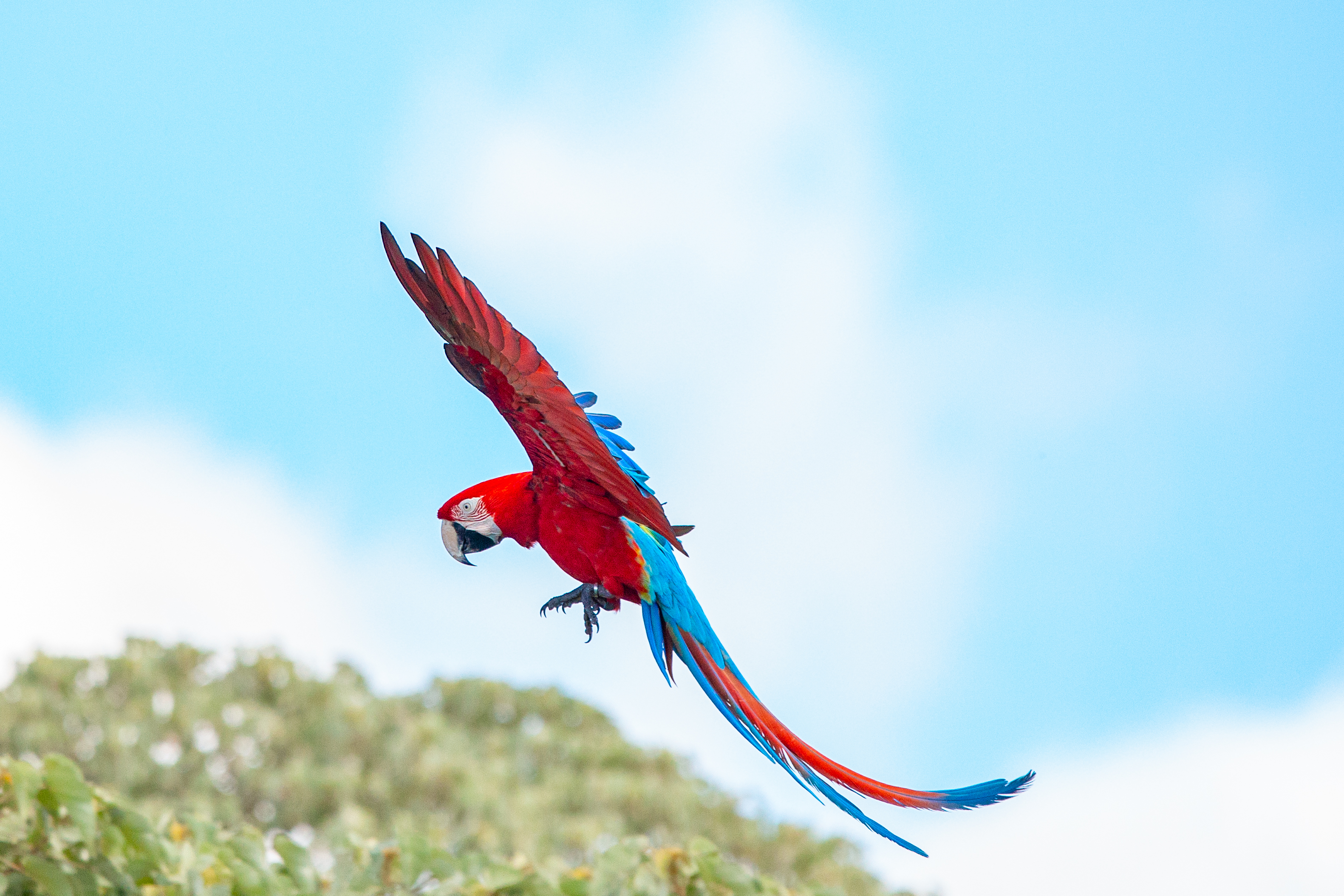 Guacamayo Rojo MatiasRebak 00003