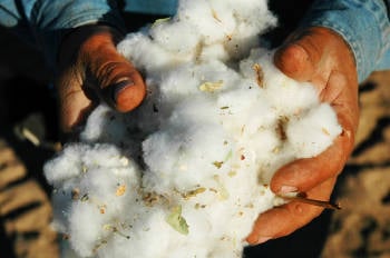 manos de hombre en algodón