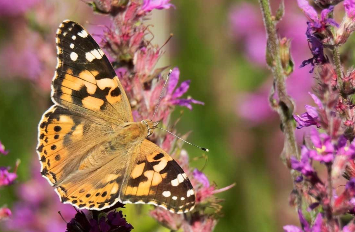 mariposa cardera3