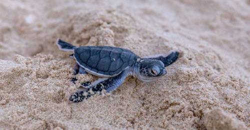 Sorpresa: nacimiento de tortugas marinas en la costa mediterránea