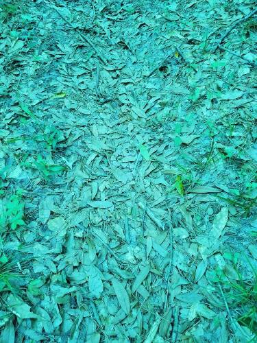 Resolver este desafío visual puede salvarte la vida... ¿Puedes encontrar un animal en la foto?