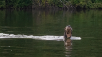 Screenshot 2023 03 27 at 10 30 38 Dos mil kilómetros entre Chaco y Buenos Aires el increíble viaje de un macho de nutria gigante en busca de una compañera