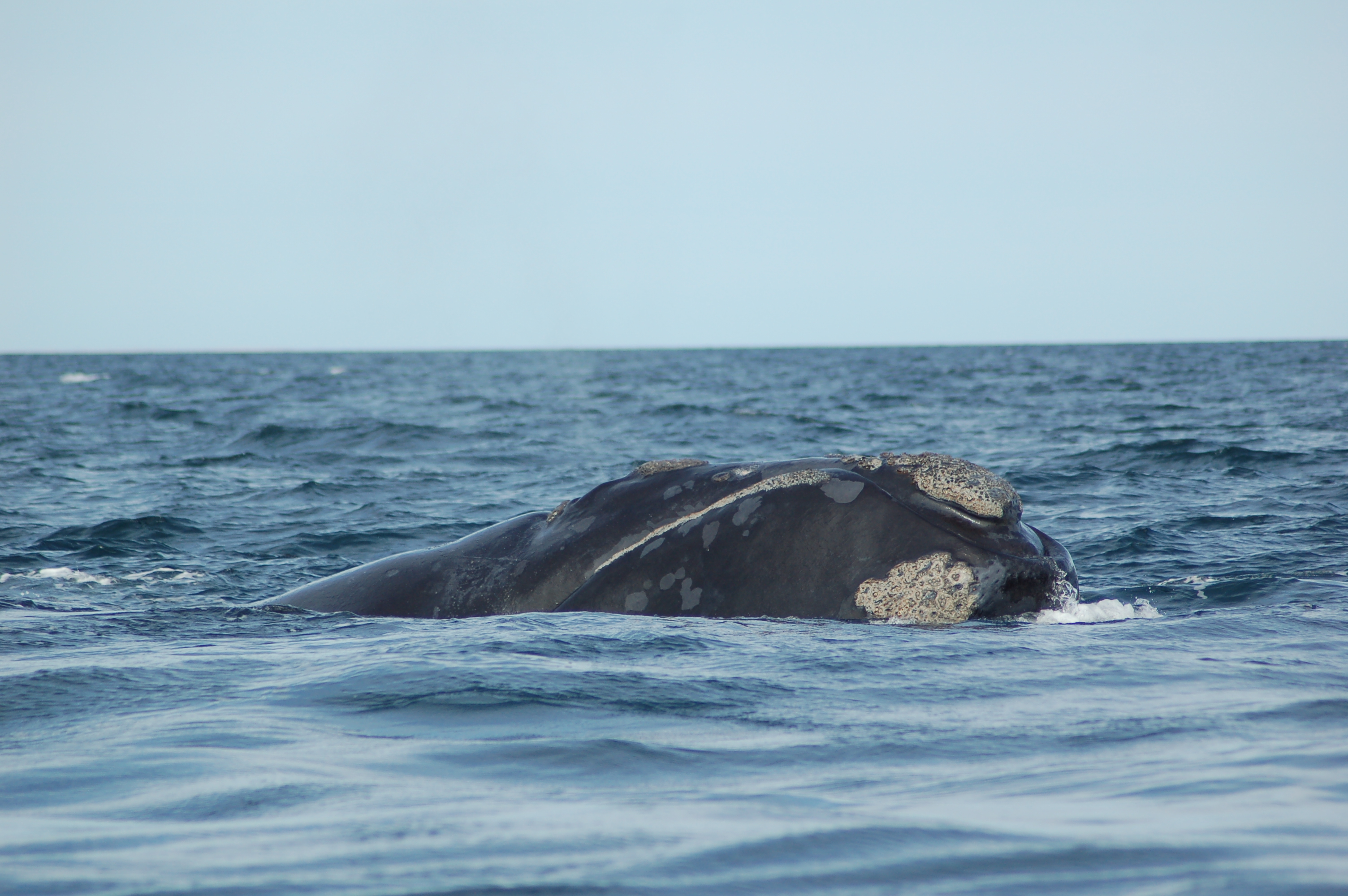 Ballena franca austral Foto Fundación Cethus Ballena franca austral Foto Fundación Cethus