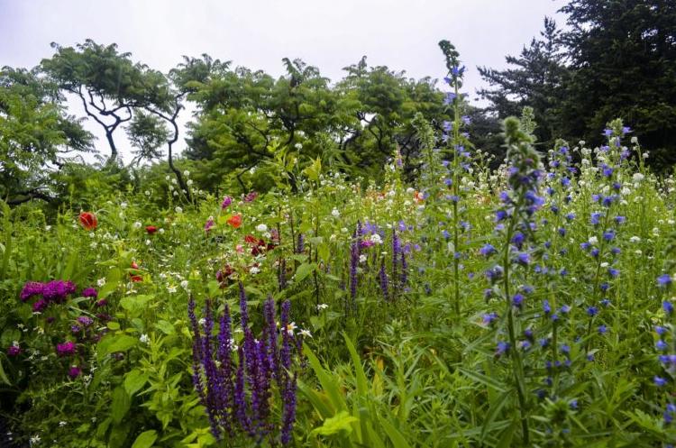 gardens wild garden_Wave Hill_84 gardens wild garden_Wave Hill_84