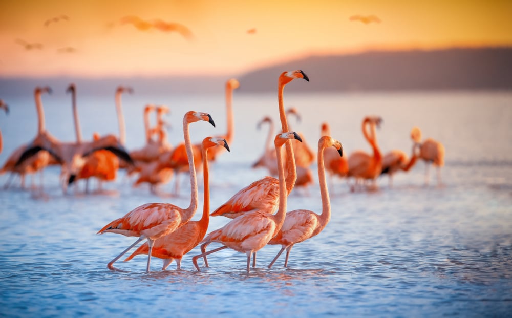 El Lago Nakuru, paraíso para flamencos en continente africano | Bioguia