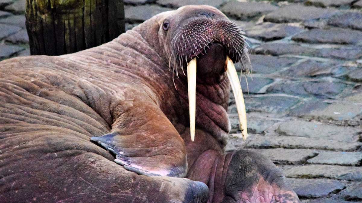 thor la morsa4 thor la morsa4