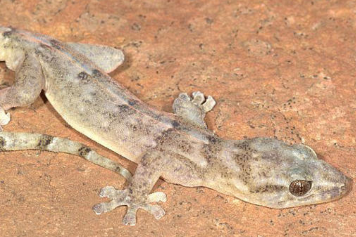 Un lagarto plano de Blyde Rondavel, un tipo de lagarto del que no se tenía constancia desde que se descubrió en 1991. Endangered Wildlife Trust vía AP. (Foto: MSN)