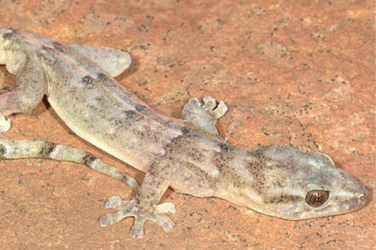 lagarto Un lagarto plano de Blyde Rondavel, un tipo de lagarto del que no se tenía constancia desde que se descubrió en 1991. Endangered Wildlife Trust vía AP. (Foto: MSN)
