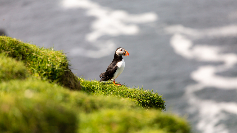pajaro islas faroe pajaro islas faroe